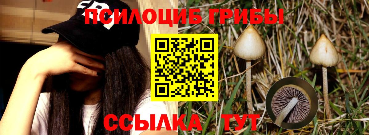 Псилоцибиновые грибы Magic Shrooms  Вход с VPN  Искитим  Псилоцибиновые грибы Cubensis 